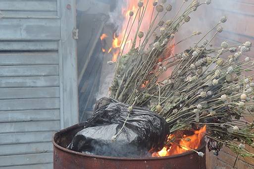 У Берегові палили марихуану і снодійний мак (ФОТО)