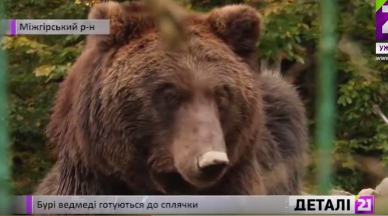 Клишоногі у реабілітаційному центрі на Закарпатті готуються до зимової сплячки (ВІДЕО)