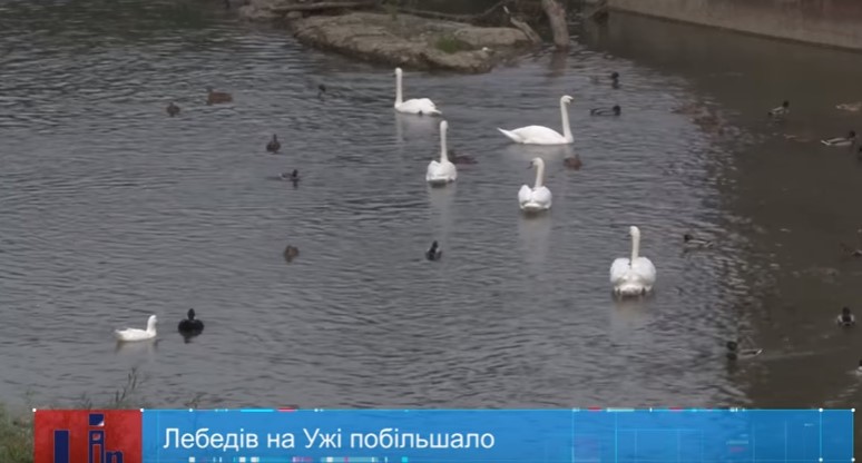 Ужгородці й гості міста милуються лебедями, що оселилися на Ужі (ВІДЕО)