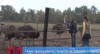 Чому вирощувати страусів на Закарпатті вигідніше, ніж свиней (ВІДЕО)