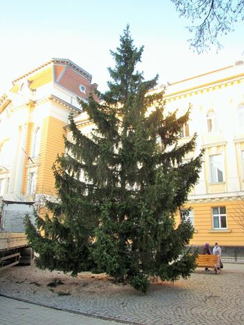 У Берегові більш, як за місяць до свята Нового року, вже встановлено новорічну ялинку (ФОТО)