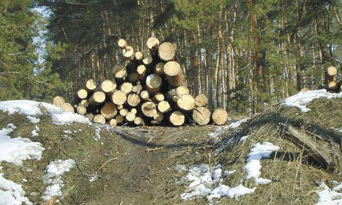 На Закарпатті через суд намагаються відкликати незаконні лісорубні квитки на порубку в заказнику "Великодобронський"