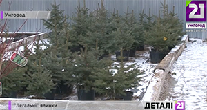 Ціни на живі ялинки в Ужгороді цьогоріч стартують від 50 грн (ВІДЕО)