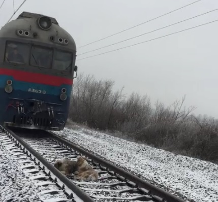 Про собак під потягами на колії закарпатських зоозахисників повідомив машиніст з Львівщини (ВІДЕО)