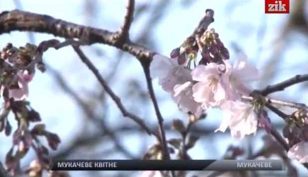 У центрі Мукачева зацвіла екзотична плакуча вишня (ВІДЕО)
