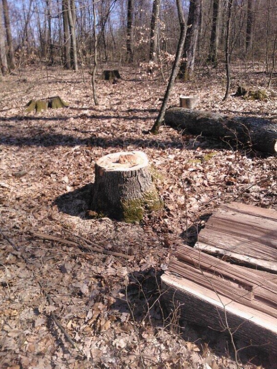 На Мукачівщині затримали вантажівку із незаконним вантажем лісу на 73 тис грн (ФОТО)