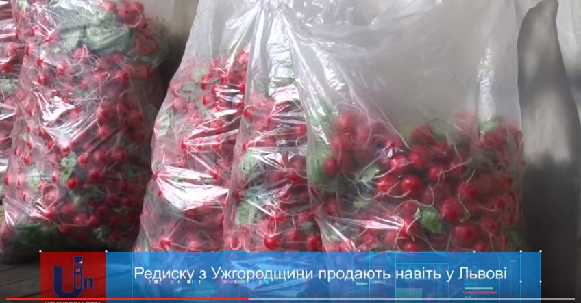 Редиску з Ужгородщини продають навіть у Львові (ВІДЕО)