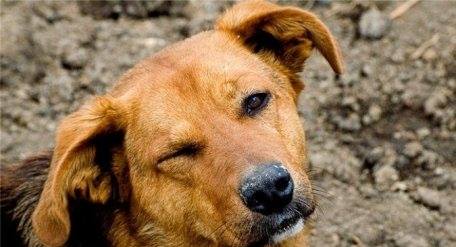 Волонтерську акцію зі стерилізації та вакцинування безпритульних тварин в Ужгороді відтермінували 