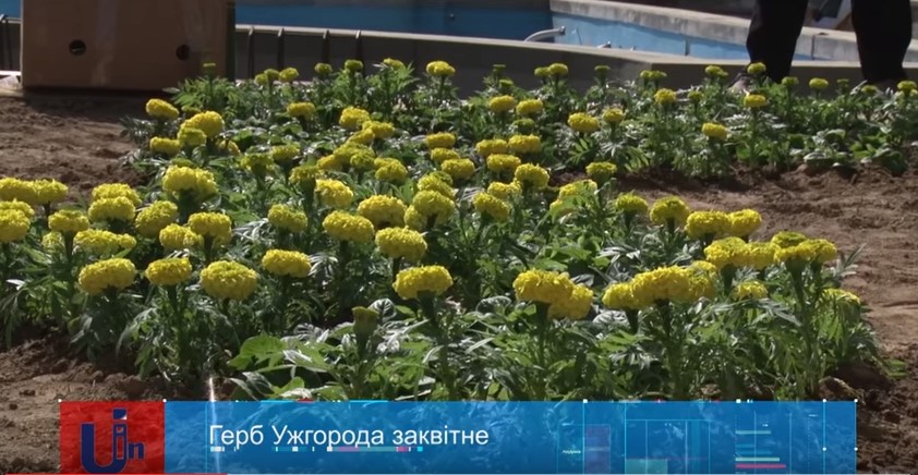 В Ужгороді "розквітнуть" герб міста, прапор України та вишиванка (ВІДЕО)