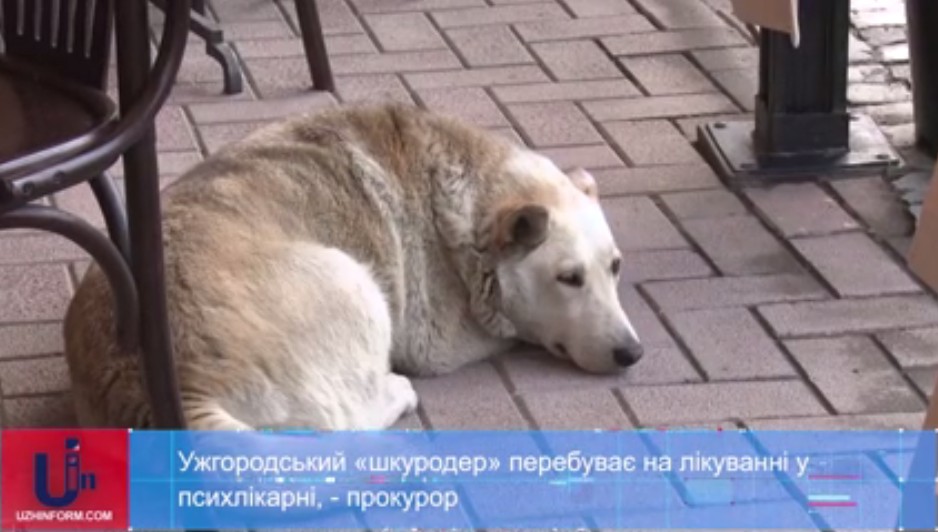Ужгородський шкуродер перебуває на лікуванні у психлікарні – прокурор (ВІДЕО)