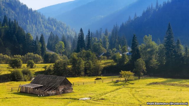 Чи врятують карпатський ліс мораторій на експорт і заборона вирубок?
