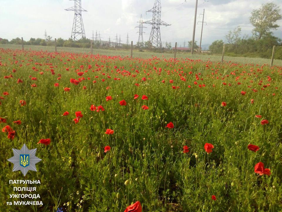 В Ужгороді приватне господарство на кількох сотинах вирощувало мак (ФОТО)