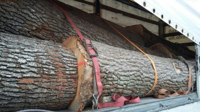 У Мукачеві затримали вантажівку із 37 кубами "лівого" лісу 