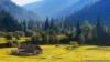 Чи врятують карпатський ліс мораторій на експорт і заборона вирубок?
