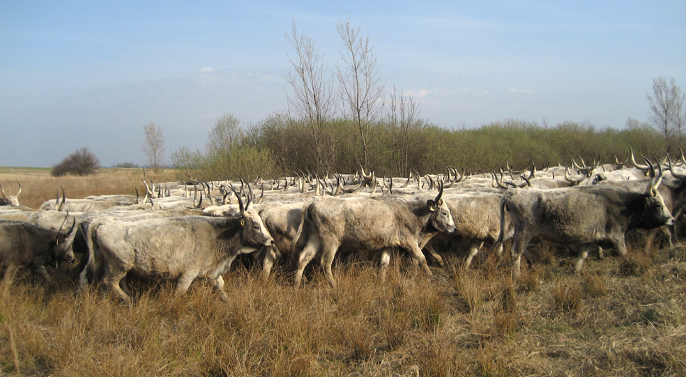 На Закарпатті виробництво сільськогосподарської продукції у січні-червні зросло, порівняно з минулим роком, на 0,8%