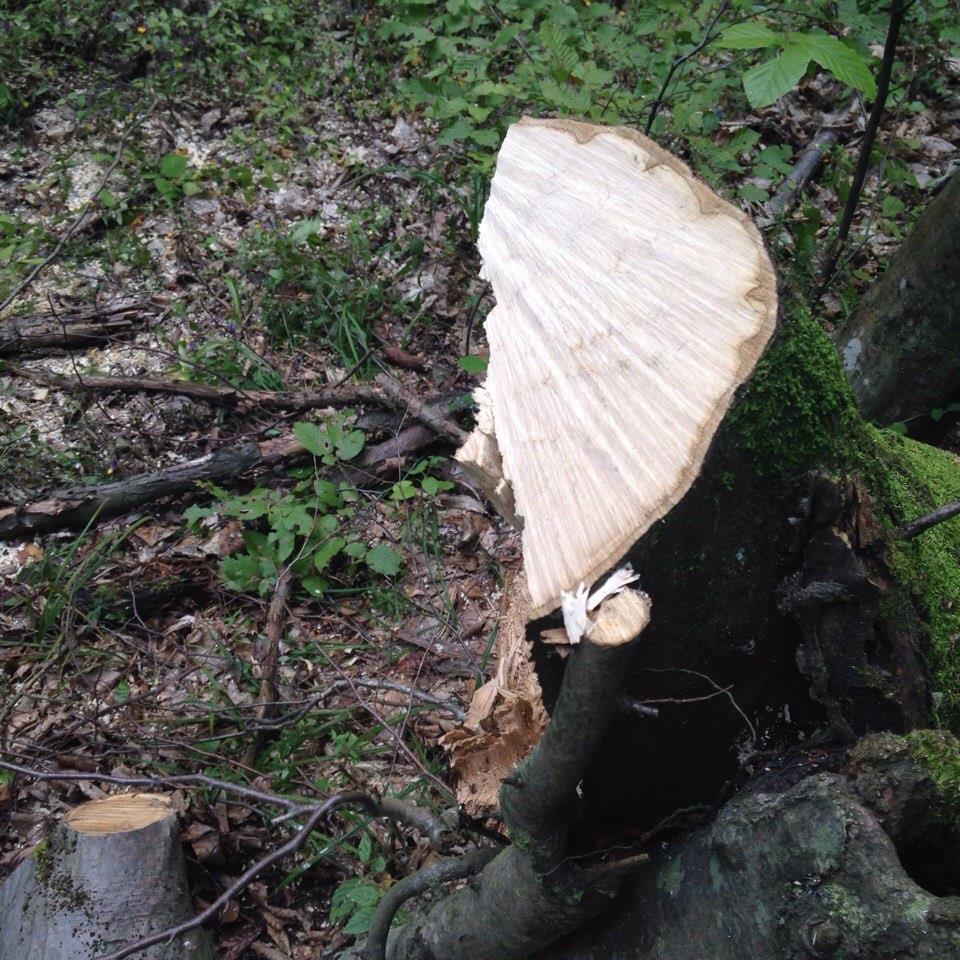 На Перечинщині "на гарячому" затримали лісорубів поза законом (ФОТО)