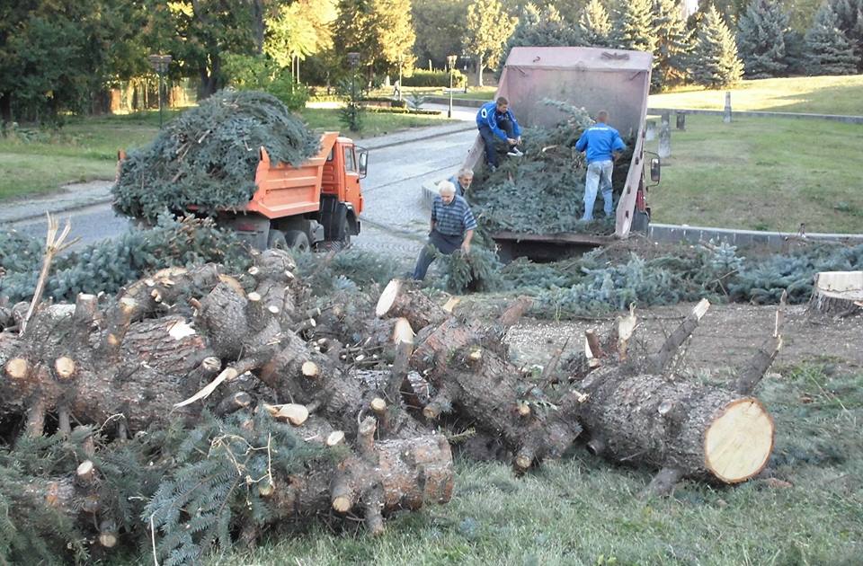 Ялини біля драмтеарту в Ужгороді без жодних дозволів вирізав приватний власник – міськрада (ФОТО)