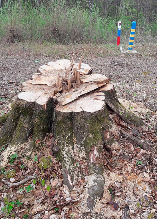 В ГПУ з'ясовують, хто дозволив словакам неофіційно вивезти з прикордонної смуги на Закарпатті деревини на понад 2 млн євро (ВІДЕО)