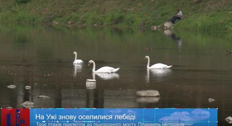 В Ужгороді на Ужі знову оселилися лебеді (ВІДЕО)