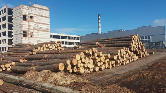 Розпочато кримінальне провадження щодо службових осіб Виноградівського ЛГ, які заподіяли державі 1,8 млн грн збитків