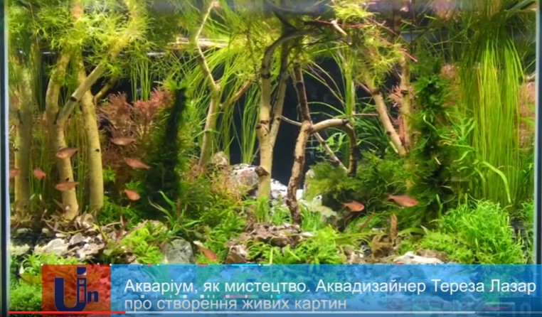 Акваріум, як мистецтво. Аквадизайнер Тереза Лазар про створення живих картин (ВІДЕО)