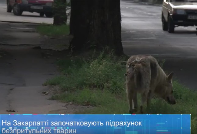 На Закарпатті започатковують підрахунок безпритульних тварин (ВІДЕО)