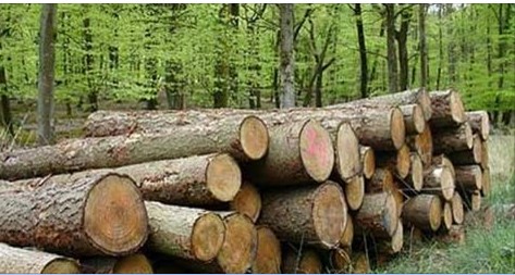 Майстра лісу, який допустив незаконну рубку, засуджено до 1 року ув'язнення