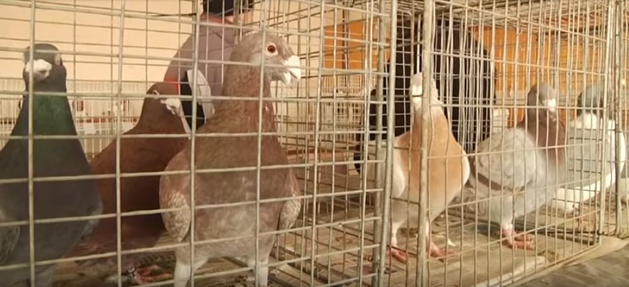 У підсумковій виставці голубів на Виноградівщині взяли участь 100 закарпатських голубівників (ВІДЕО)