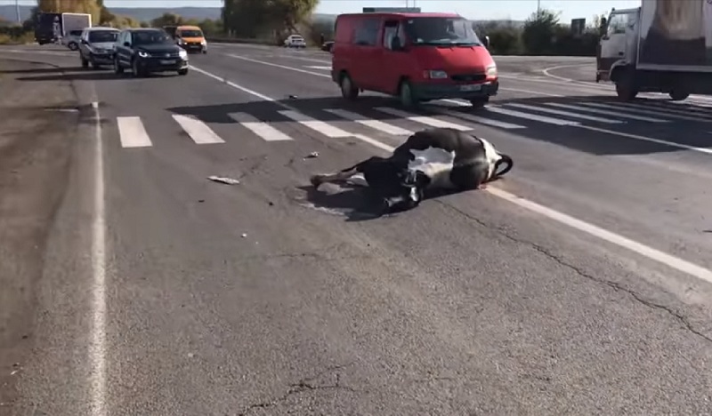 Під Ужгородом авто на "зебрі" збило корову (ВІДЕО)