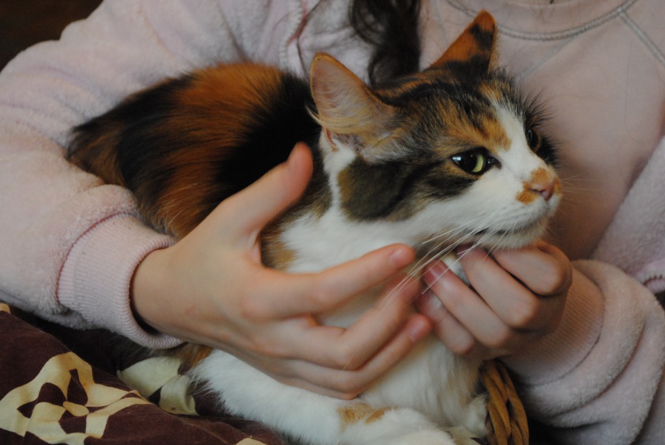 Щорічний "котячий" конкурс "Міс Кіс" відбувся в Ужгороді 