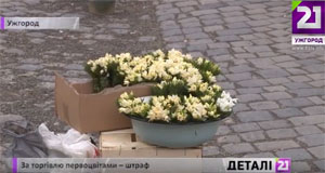 Закарпатців штрафуватимуть не тільки за знищення первоцвітів, але й за порушення середовища зростання (ВІДЕО)