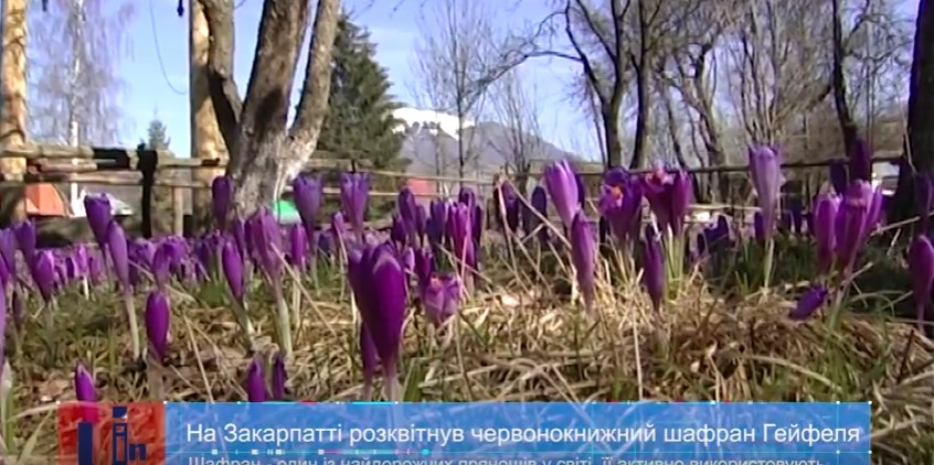 На Закарпатті весняно квітне червонокнижний шафран Гейфеля (ВІДЕО)