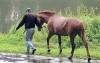 На Закарпатті розшукали конокрада, який увів з пасовища двох чужих коней