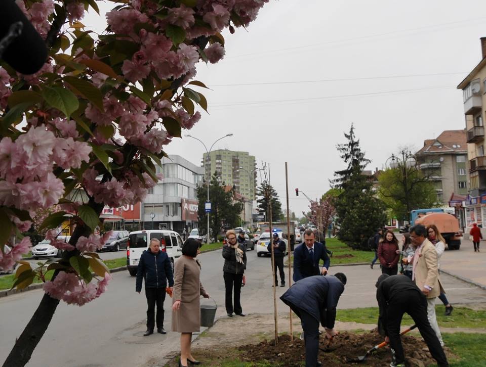 В Ужгороді висадили першу "партію" подарованих Посольством Японії сакур (ФОТО)