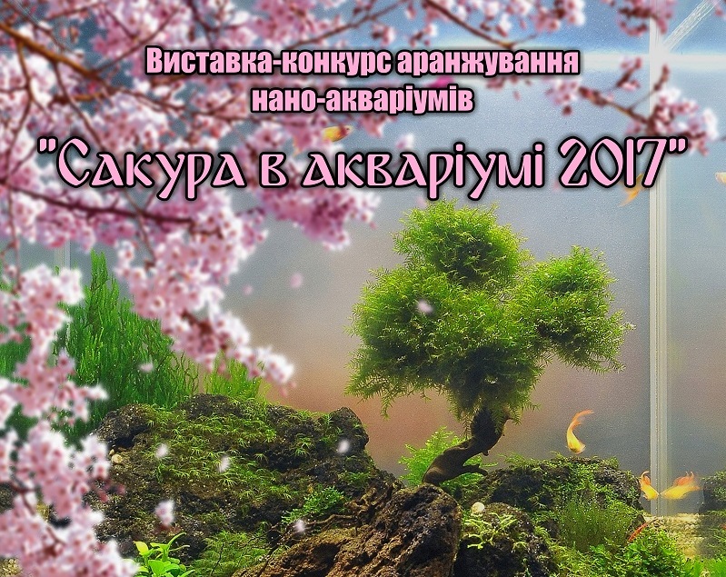 Конкурс "Сакура в акваріумі 2017" в Ужгороді з всеукраїнського трансформувався у міжнародний