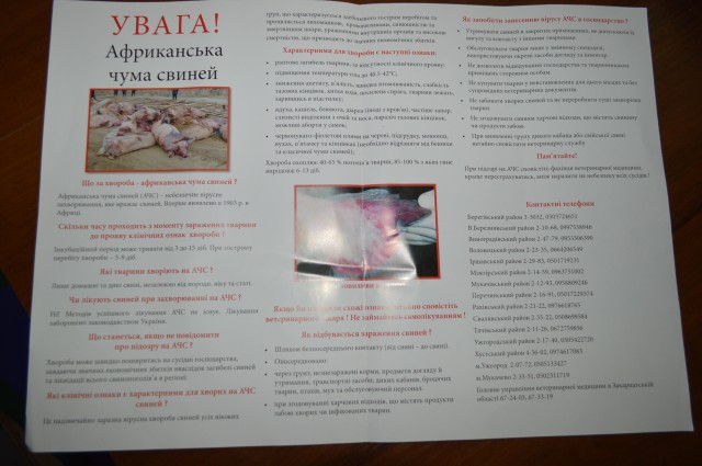 На Іршавщині виявили труп дикої свині з африканською чумою, оголошено карантин