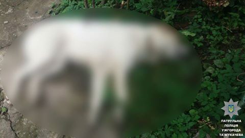 В Ужгороді, рятуючи власників будинку та рятуючись самостійно, патрульний застрелив алабая (ФОТО)