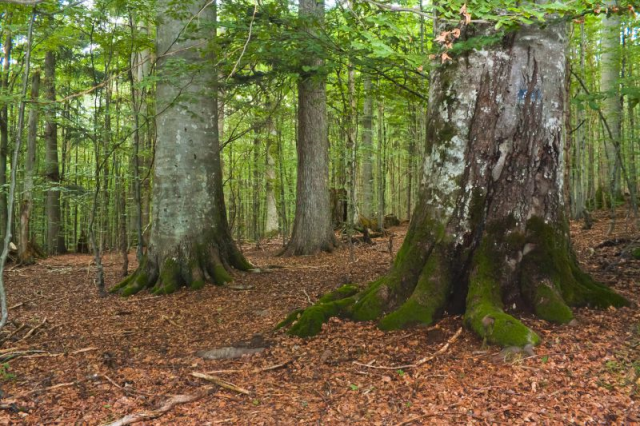 Держлісагентство на прохання WWF призупинило вирубки в букових пралісах Закарпаття