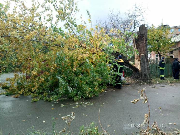 ФОТОФАКТ. В Ужгороді велика гілка впала на авто
