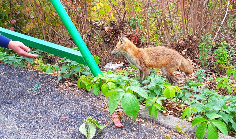 В Ужгороді молоде лисеня вийшло до людей (ФОТО, ВІДЕО)