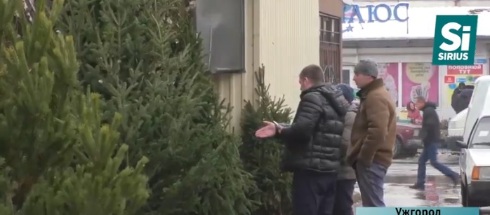 На Закарпатті вже продають новорічні ялинки (ВІДЕО)