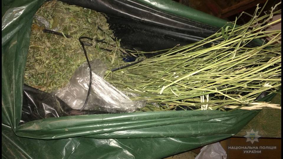 Під час обшуку оселі мешканця Королева, що на Виноградівщині, вилучили близько 300 г стебел конопель (ФОТО)