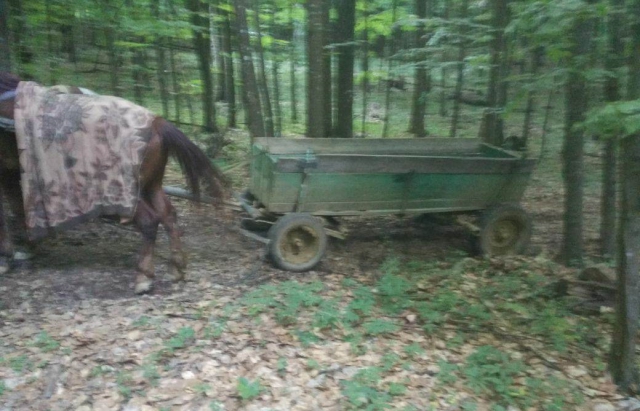 Закарпатці кіньми намагались доправити контрабандні сигарети в Румунію (ФОТО)