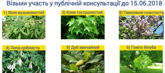 Найбільше ужгородці хочуть бачити на Київській набережній поруч із каштанами павлонії та гінкго