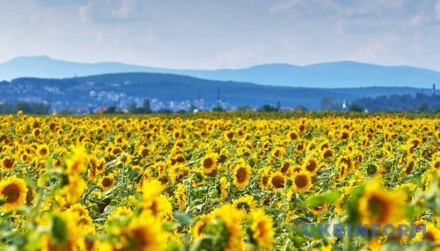 Виробництво соняшника на Закарпатті торік було збитковим 
