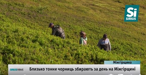 Близько тонни чорниць збирають за день на Міжгірщині (ВІДЕО)