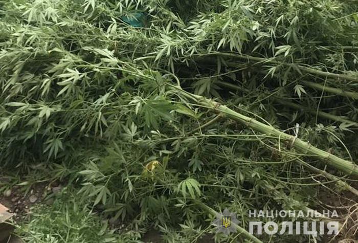 У будинку мешканця Підгірного, що на Іршавщині знайшли коноплі, набої та гранату (ФОТО)