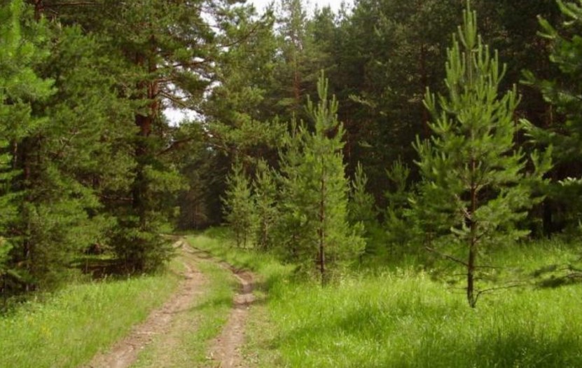 На Великоберезнянщині вночі відшукали двох чехів, що заблукали неподалік Солі