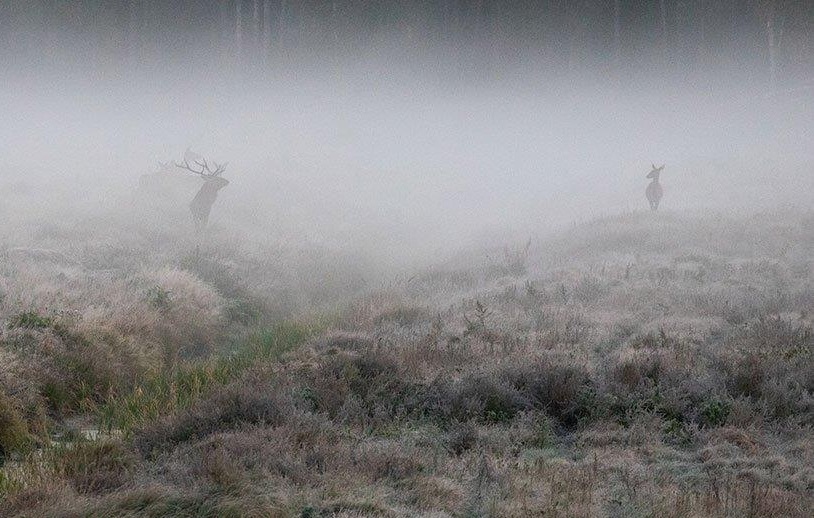 Закарпатців запрошують послухати шлюбний рев оленів