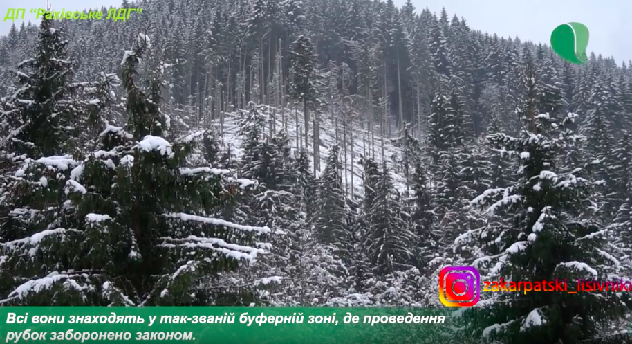 На Рахівщині розчищають наслідки нищівних вітровалів (ВІДЕО)